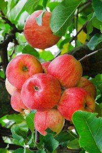 Ритуалы на яблочный спас